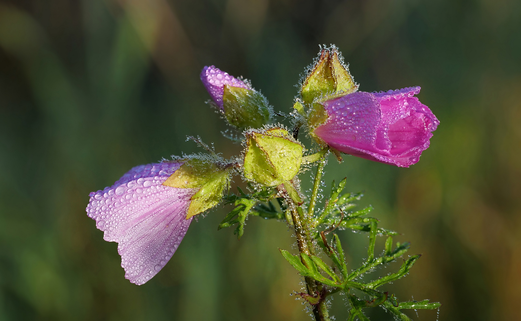 Sonntagsblümchen