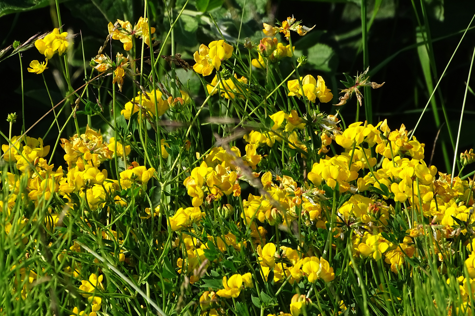 Sonntagsblümchen