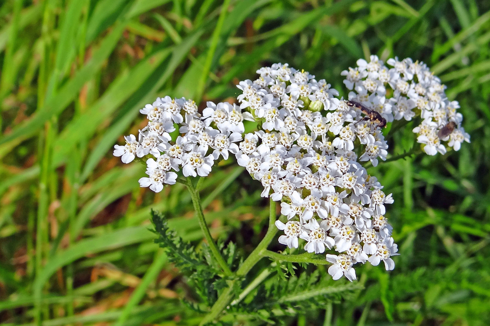 Sonntagsblümchen