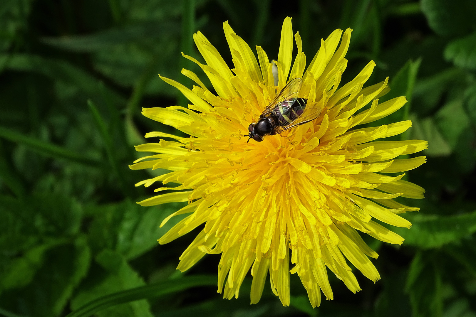 Sonntagsblümchen