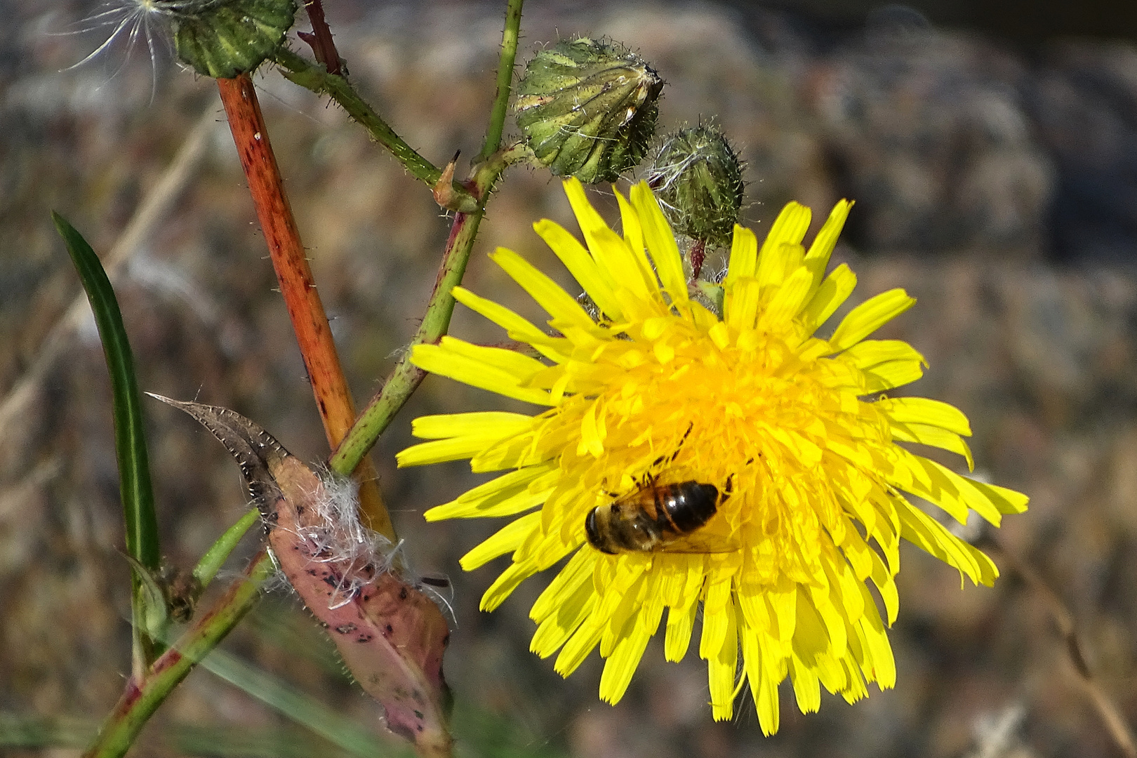 Sonntagsblümchen