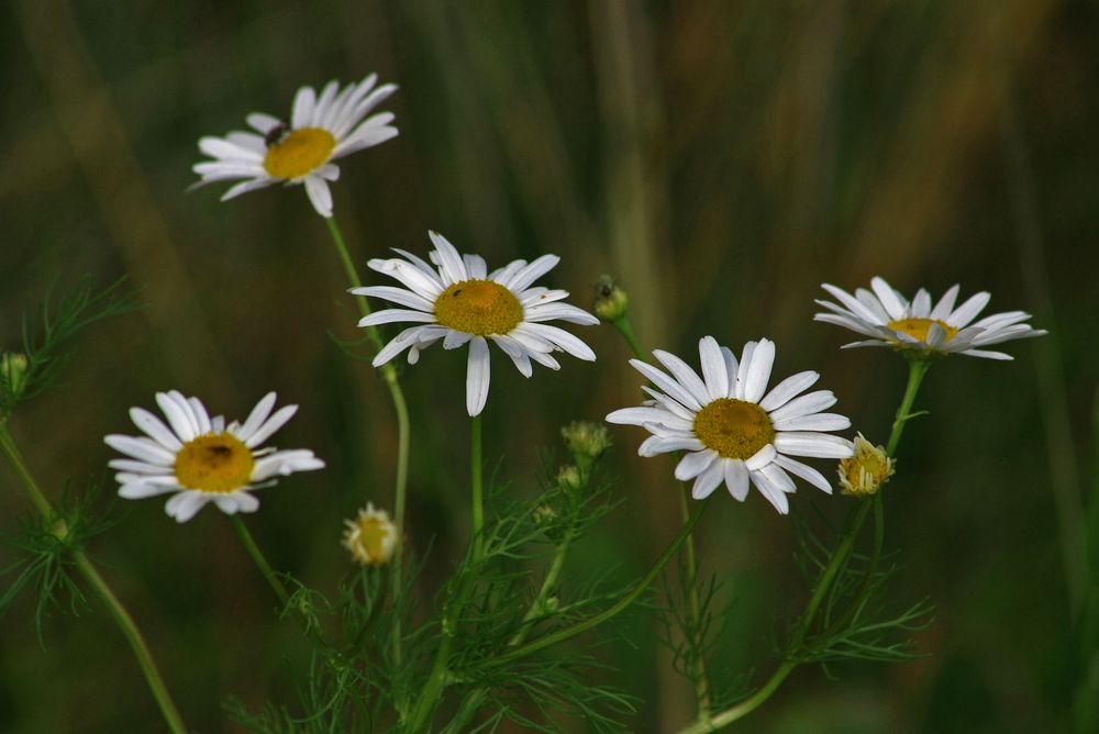 sonntagsblümchen