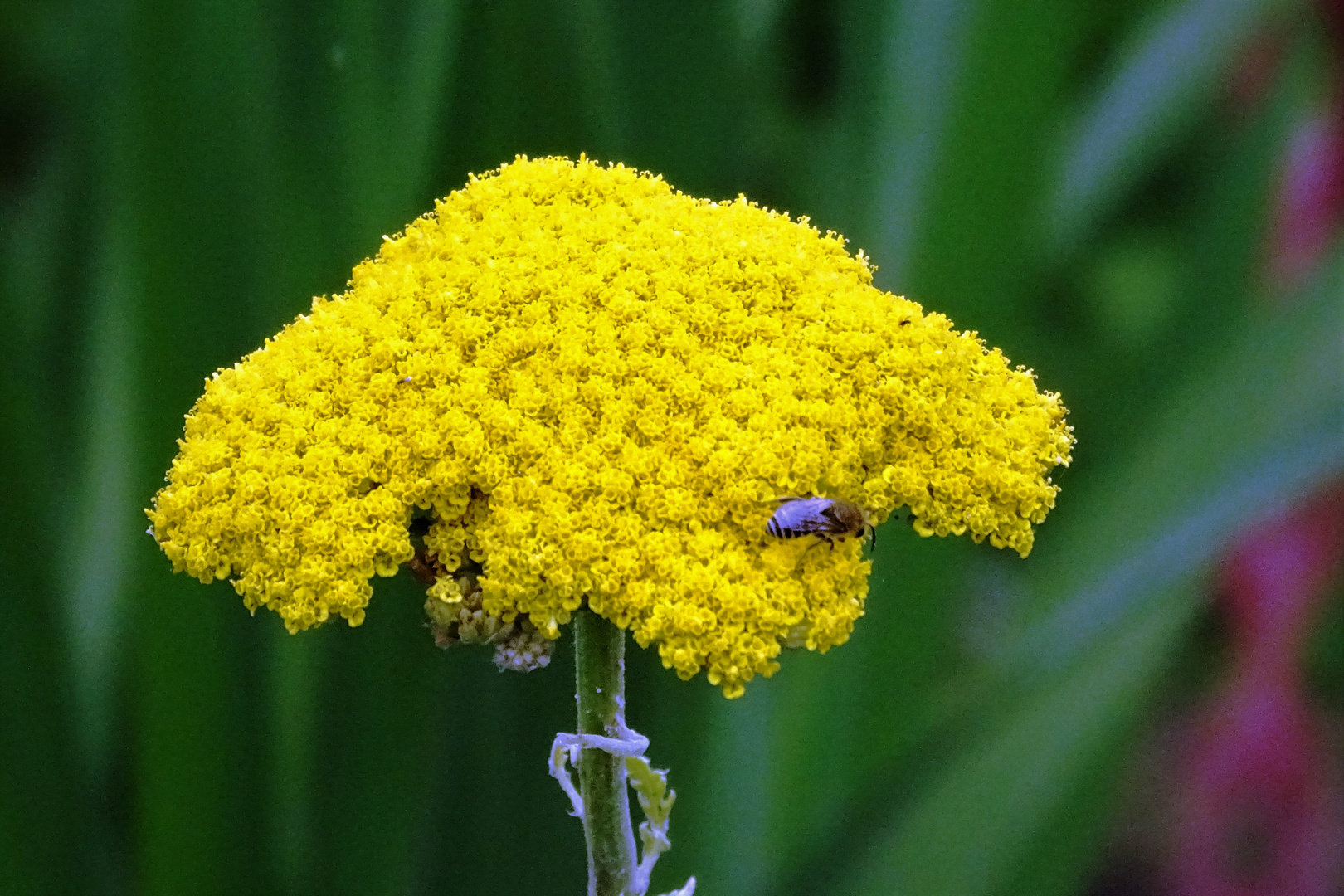 Sonntagsblümchen