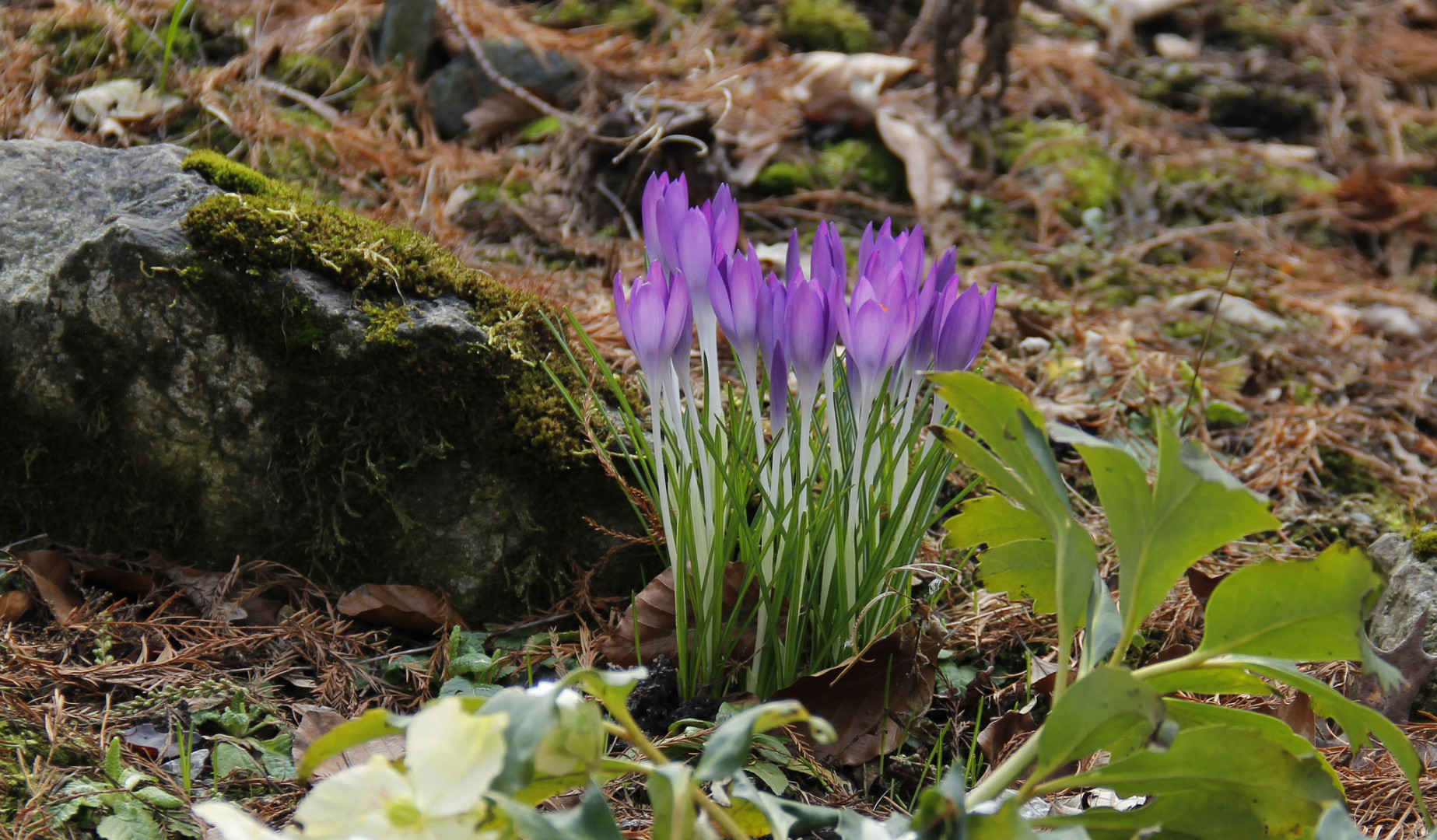 Sonntagsblümchen ;-)