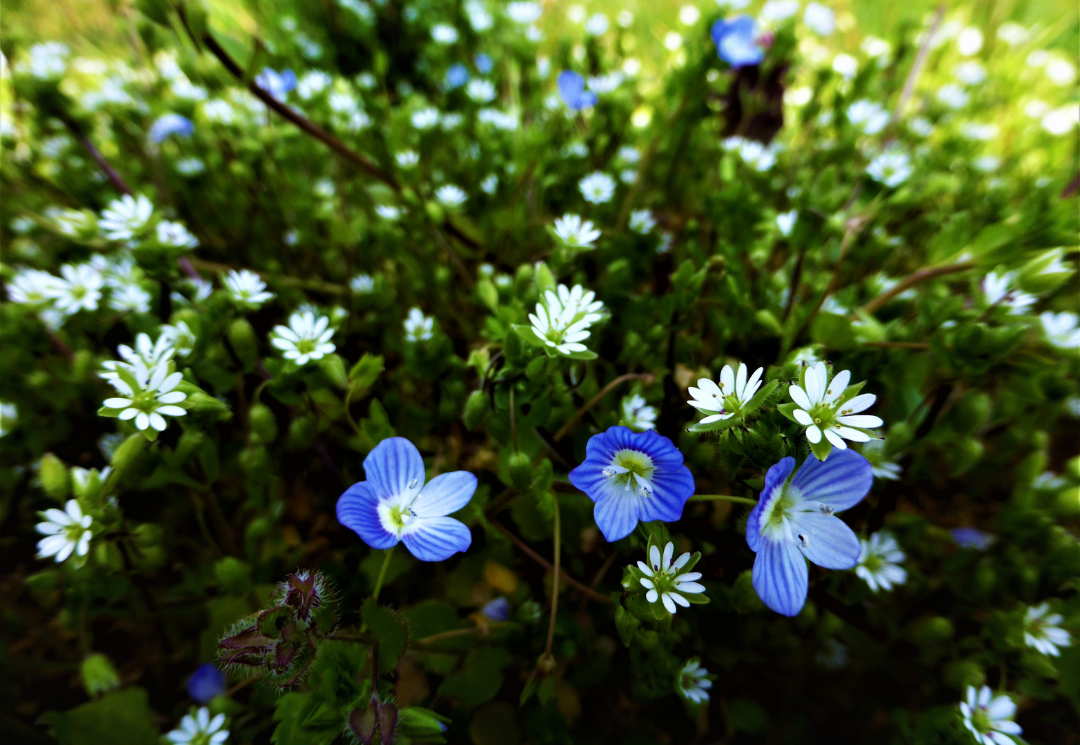 Sonntagsblümchen aus der Wiese