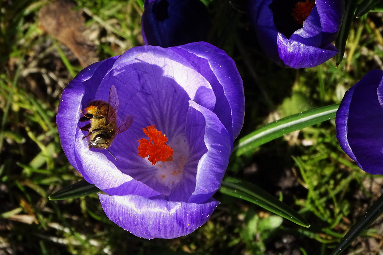 Sonntagsblümchen 