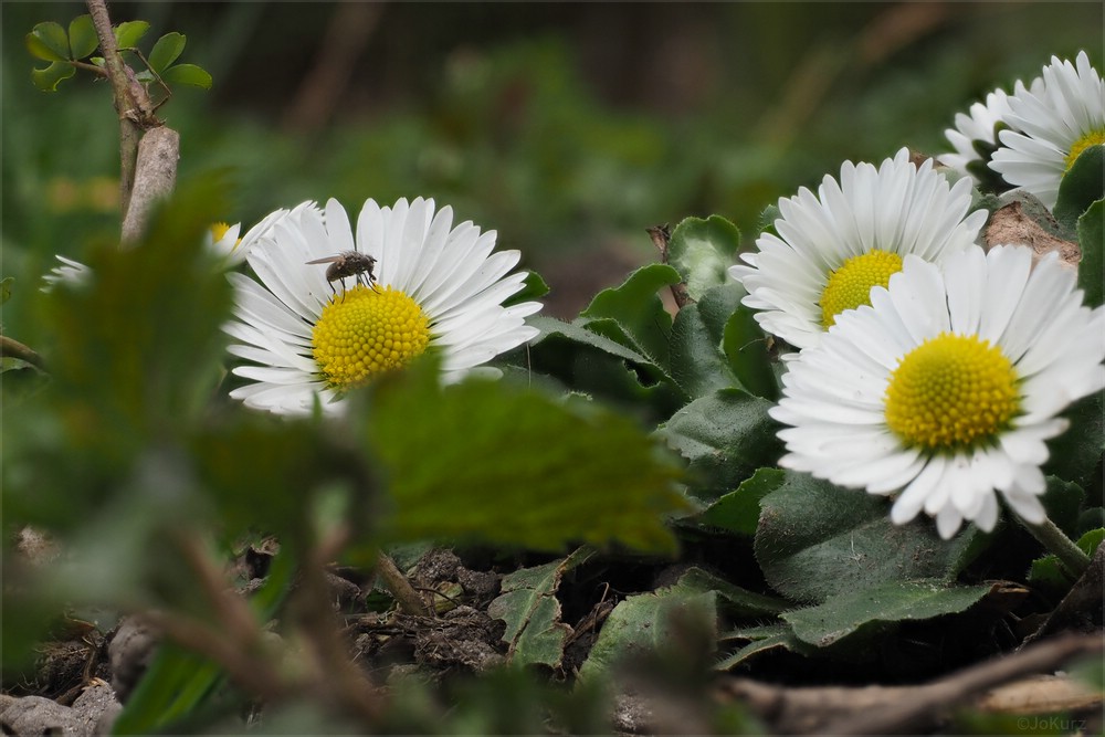 sonntagsblümchen...