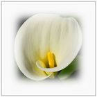 Sonntagsblümchen: Calla