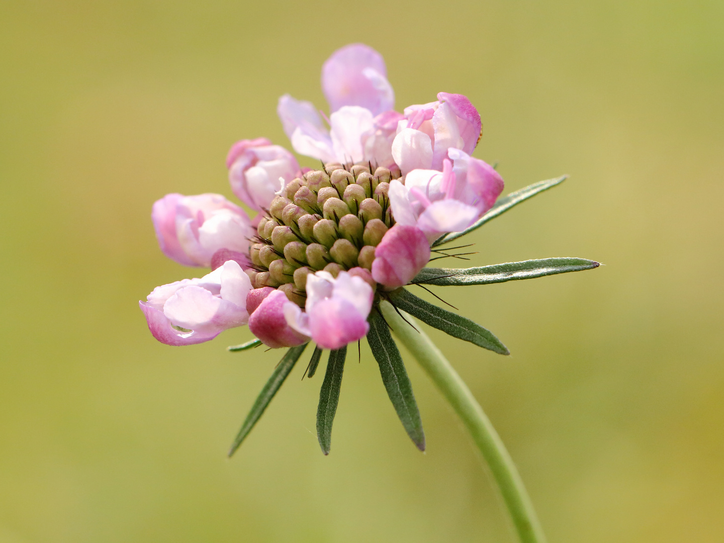 Sonntagsblümchen