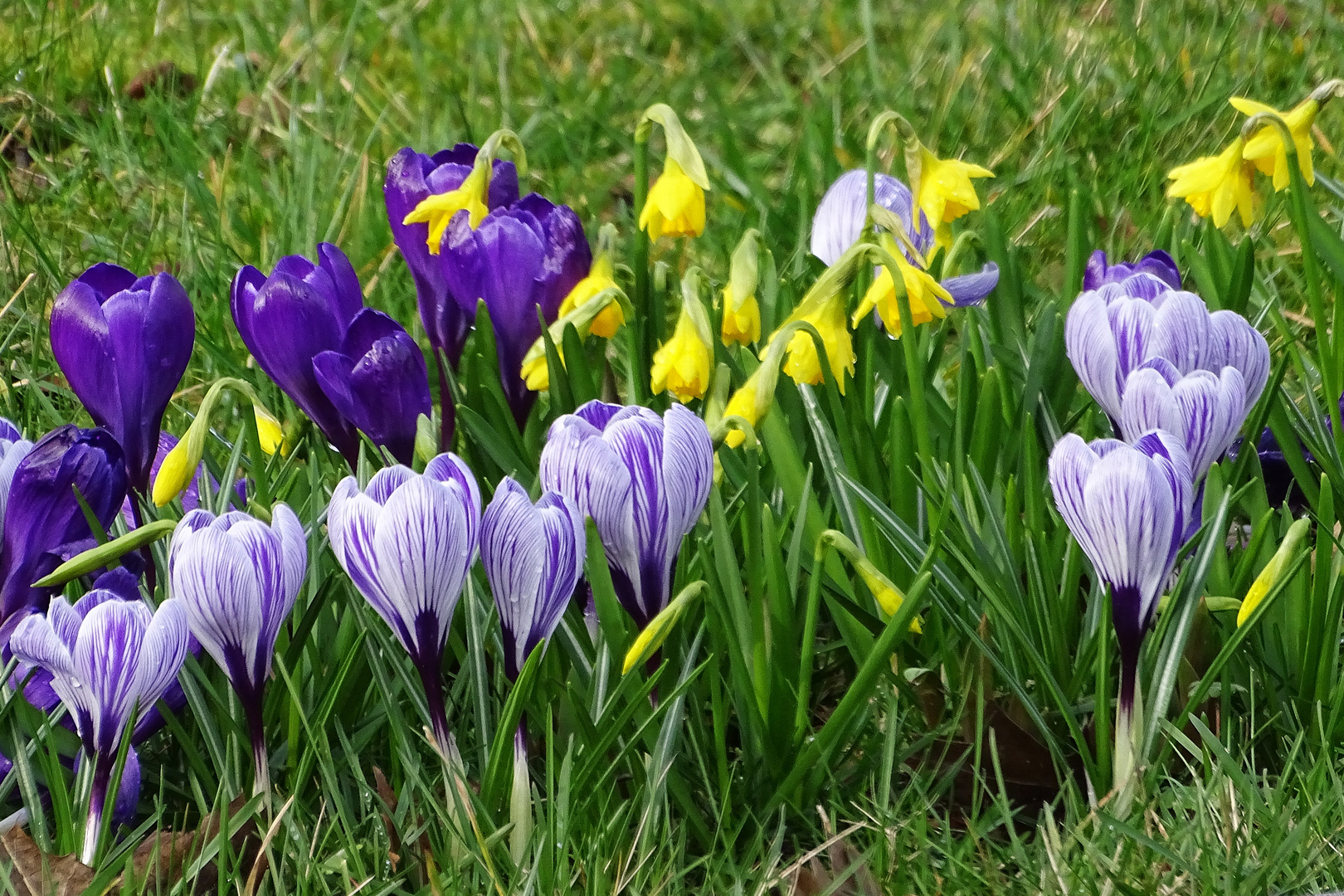 Sonntagsblümchen 