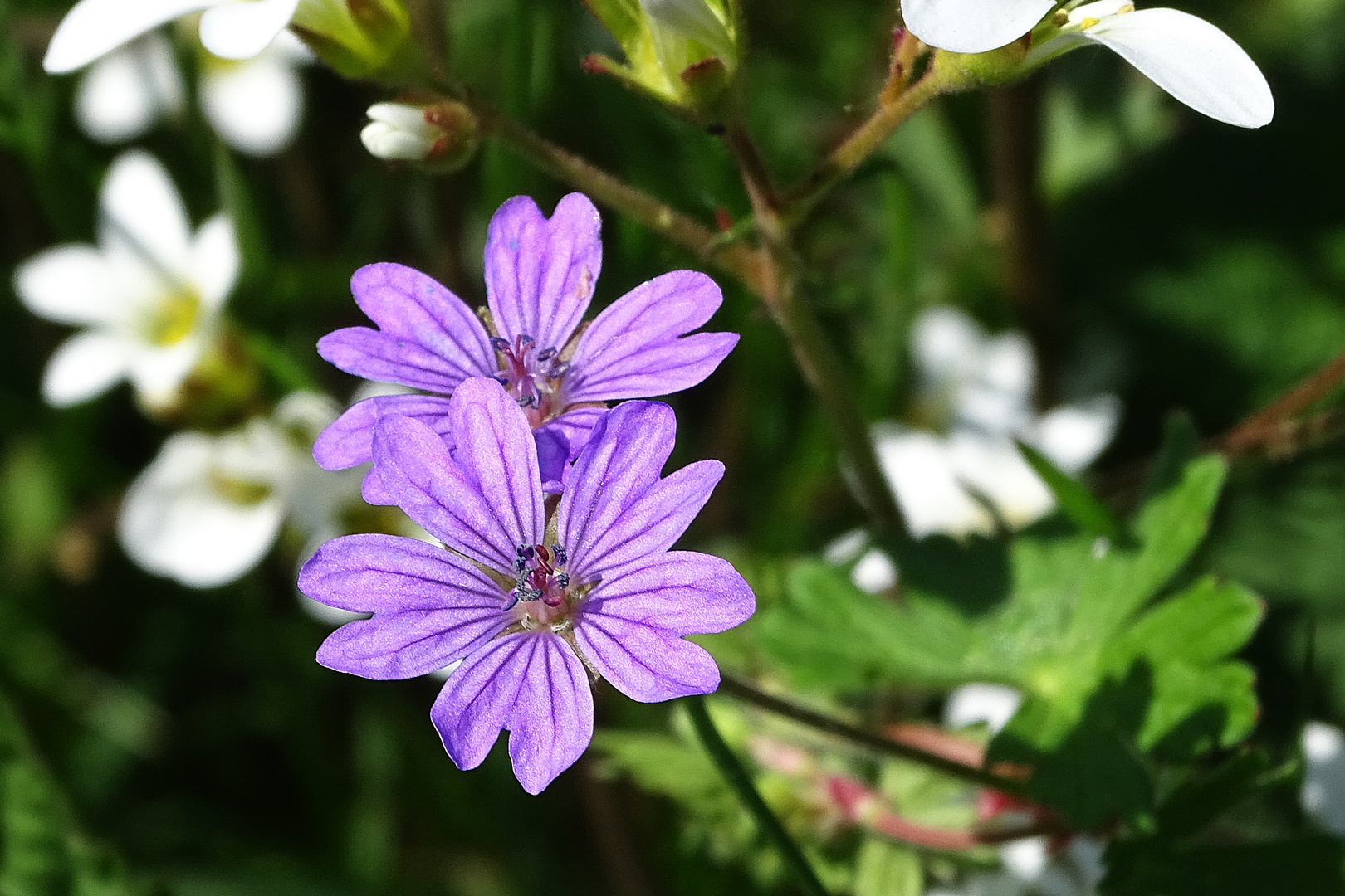 Sonntagsblümchen