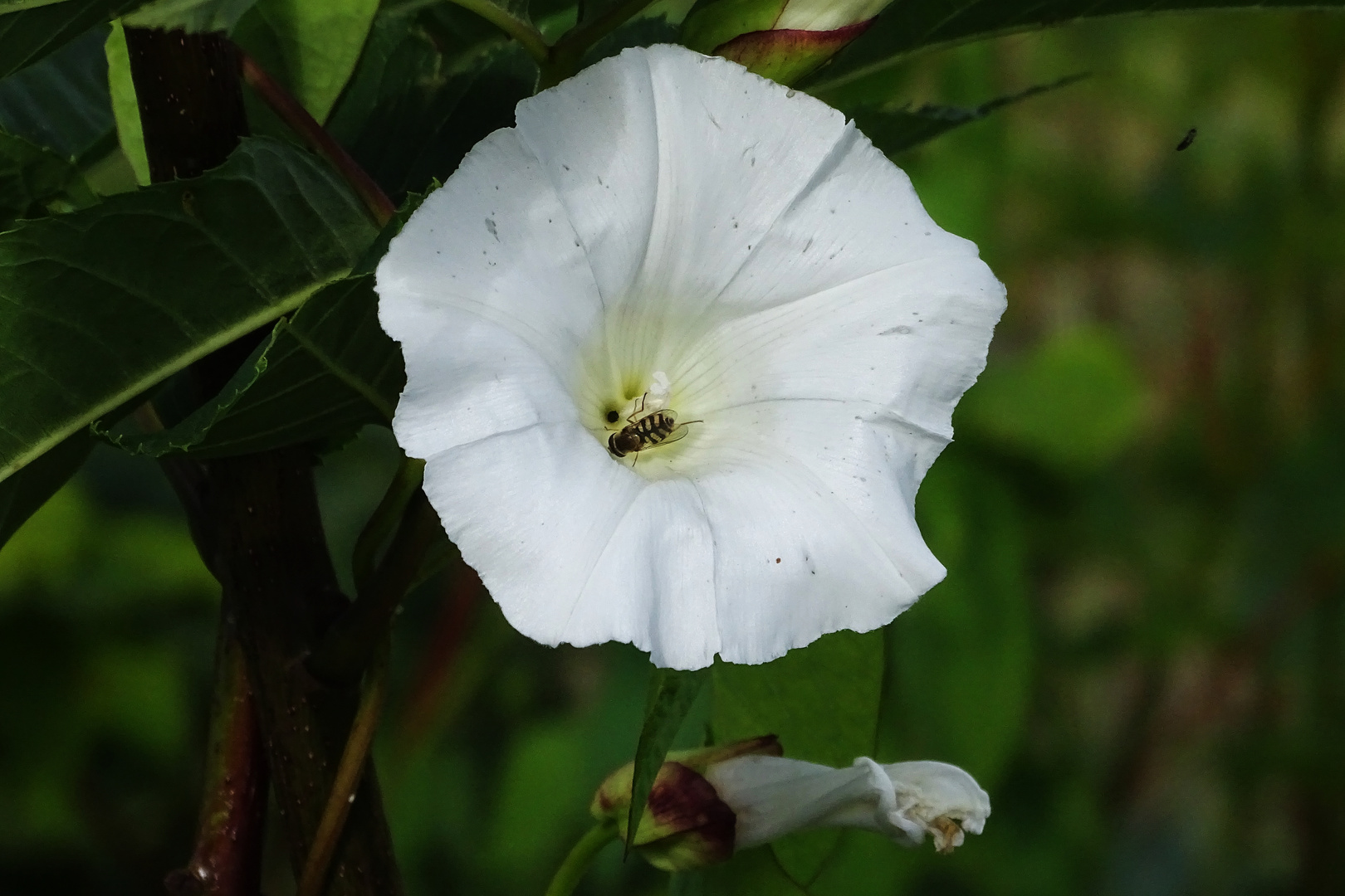 Sonntagsblümchen