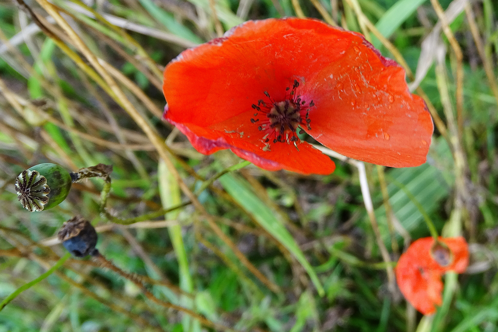 Sonntagsblümchen 