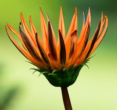 Sonntagsblümchen in Käthes Garten