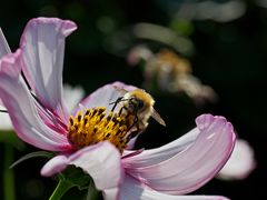 Sonntagsblümchen (mit Bienchen)