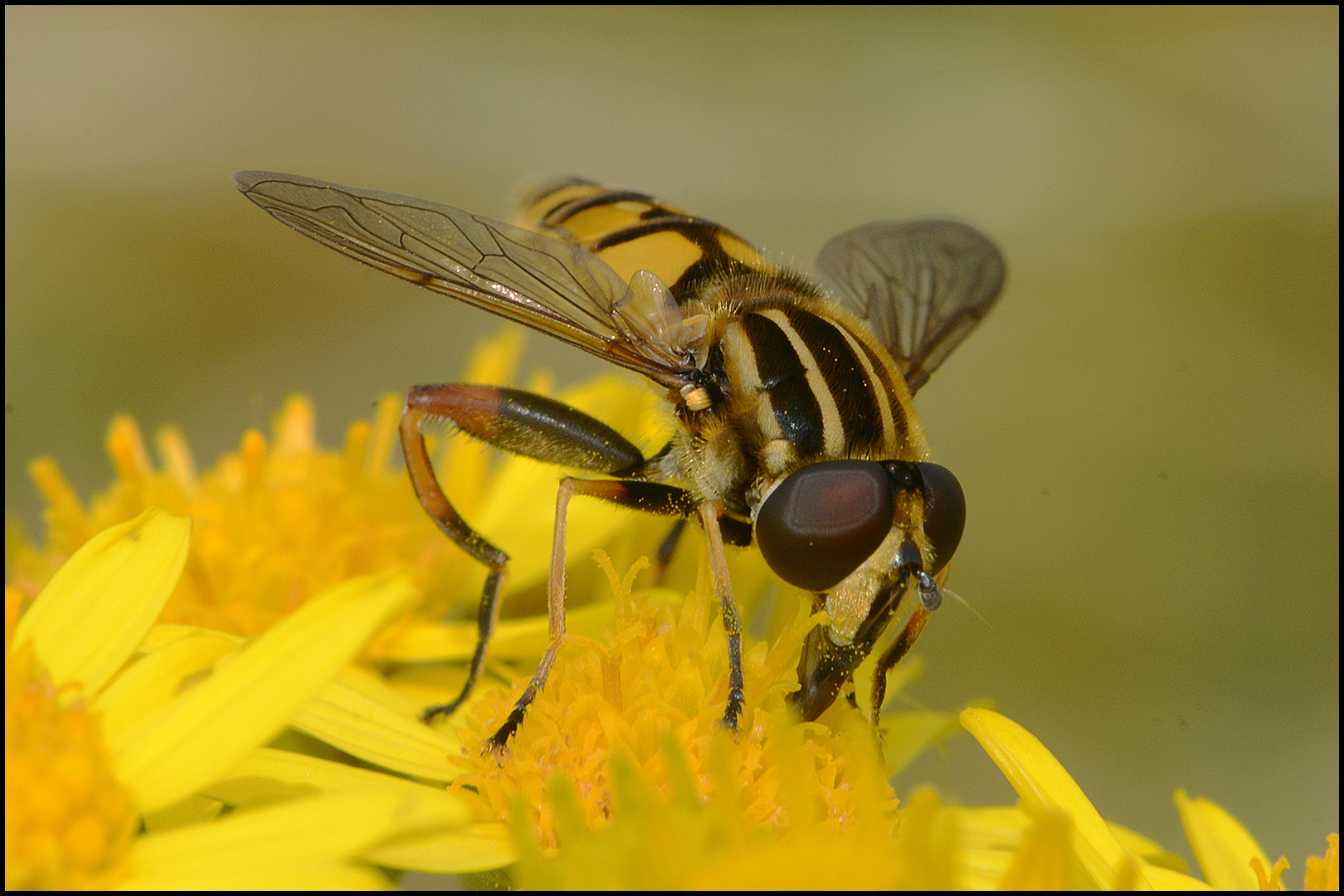 Sonntagsblümchen mit Schwebfliege