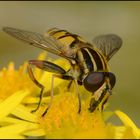 Sonntagsblümchen mit Schwebfliege