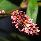 Sonntagsblümchen mit Wanze ...