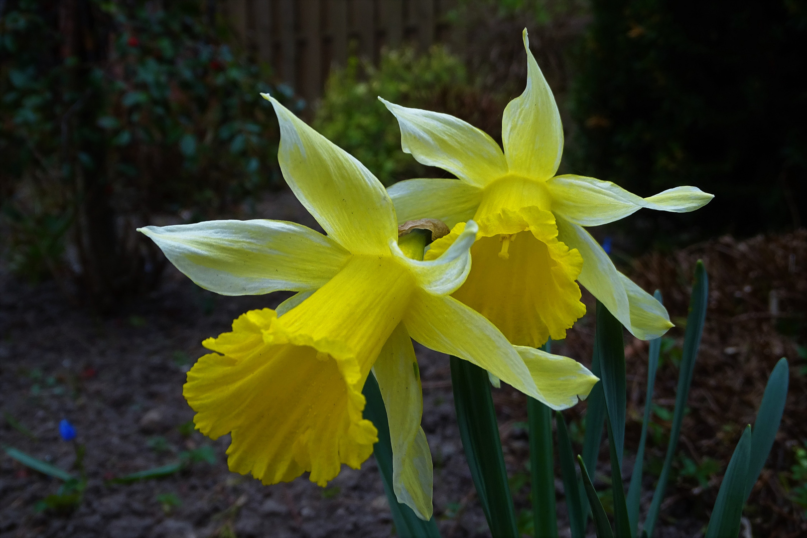 Sonntagsblümchen und Frohe Ostern 