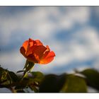 Sonntagsblümchen vielleicht die Letzte vom eigenen Balkon