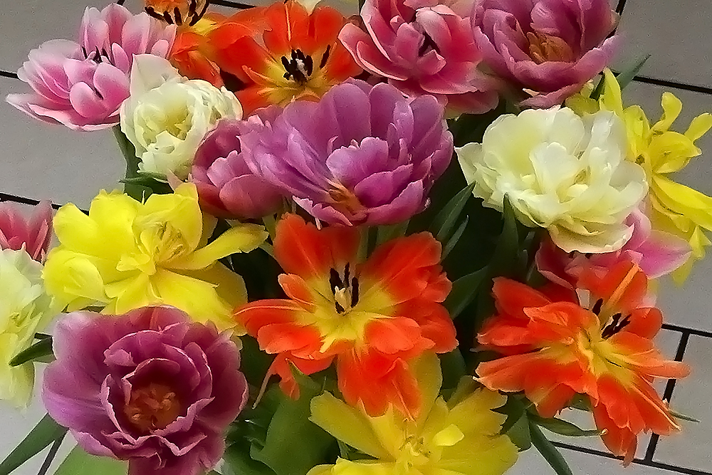 Sonntagsblumen