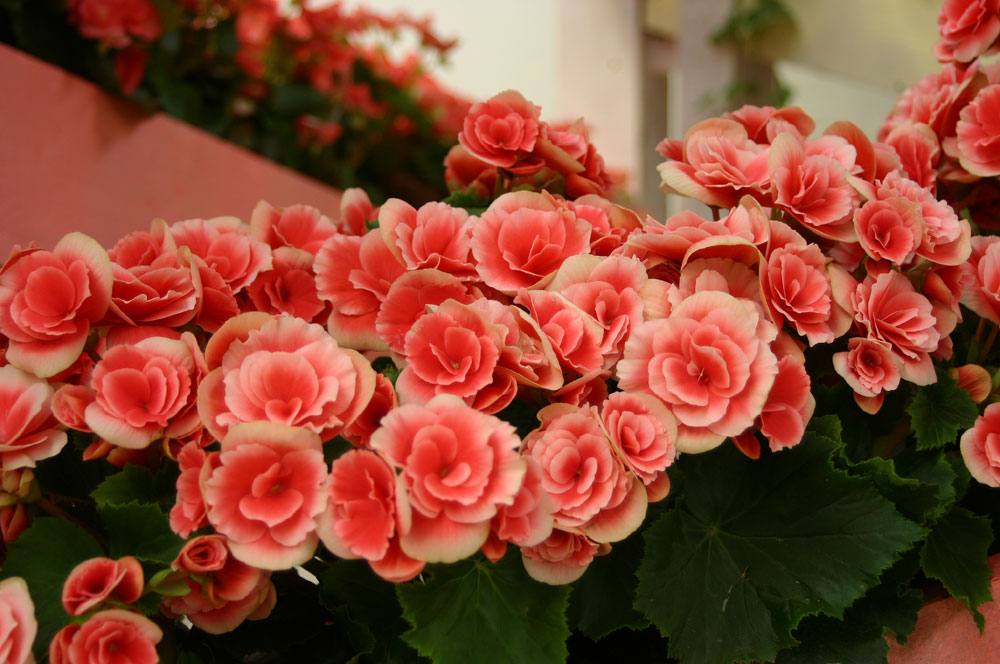 Sonntagsblumen für die Damen