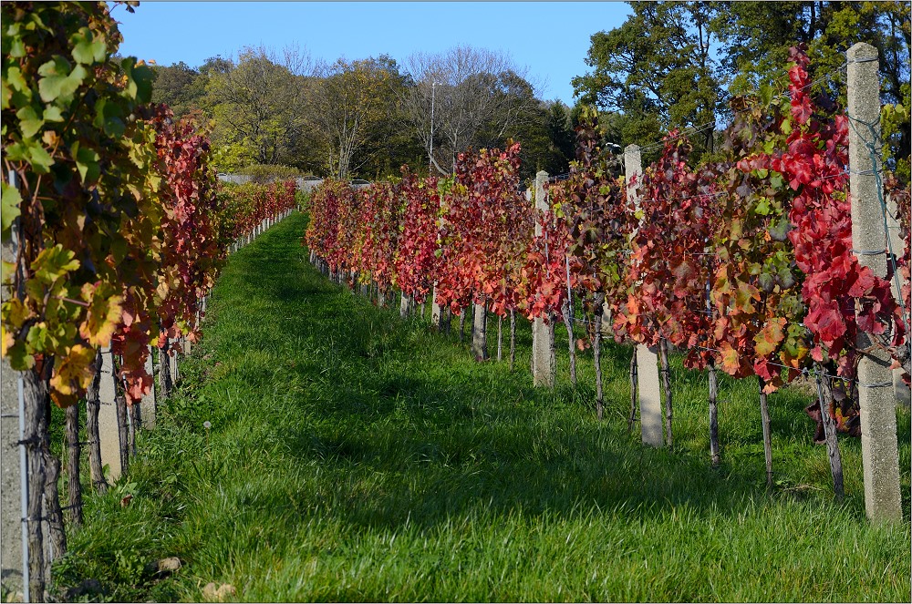 sonntagsfarbenrausch in sievering