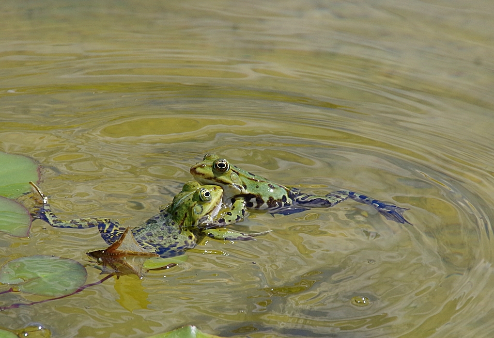 Sonntags(frosch)konzert