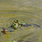 Sonntags(frosch)konzert