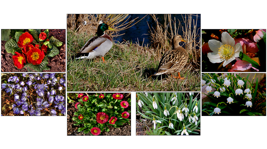 sonntagsfrühling