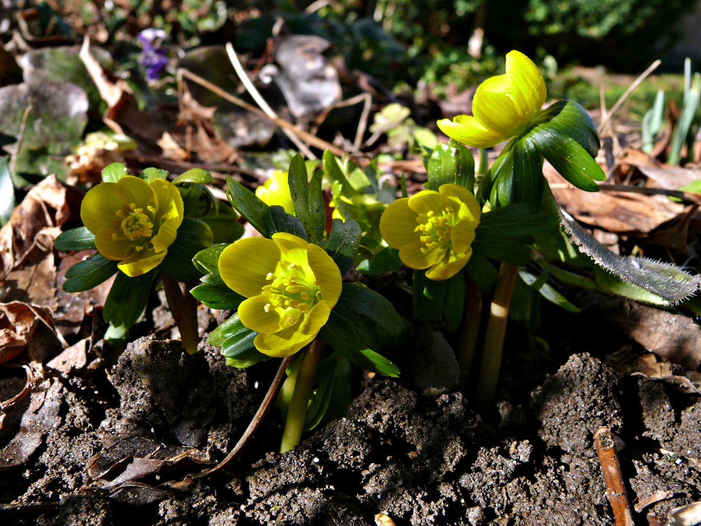 Sonntagsfund im Garten :-)