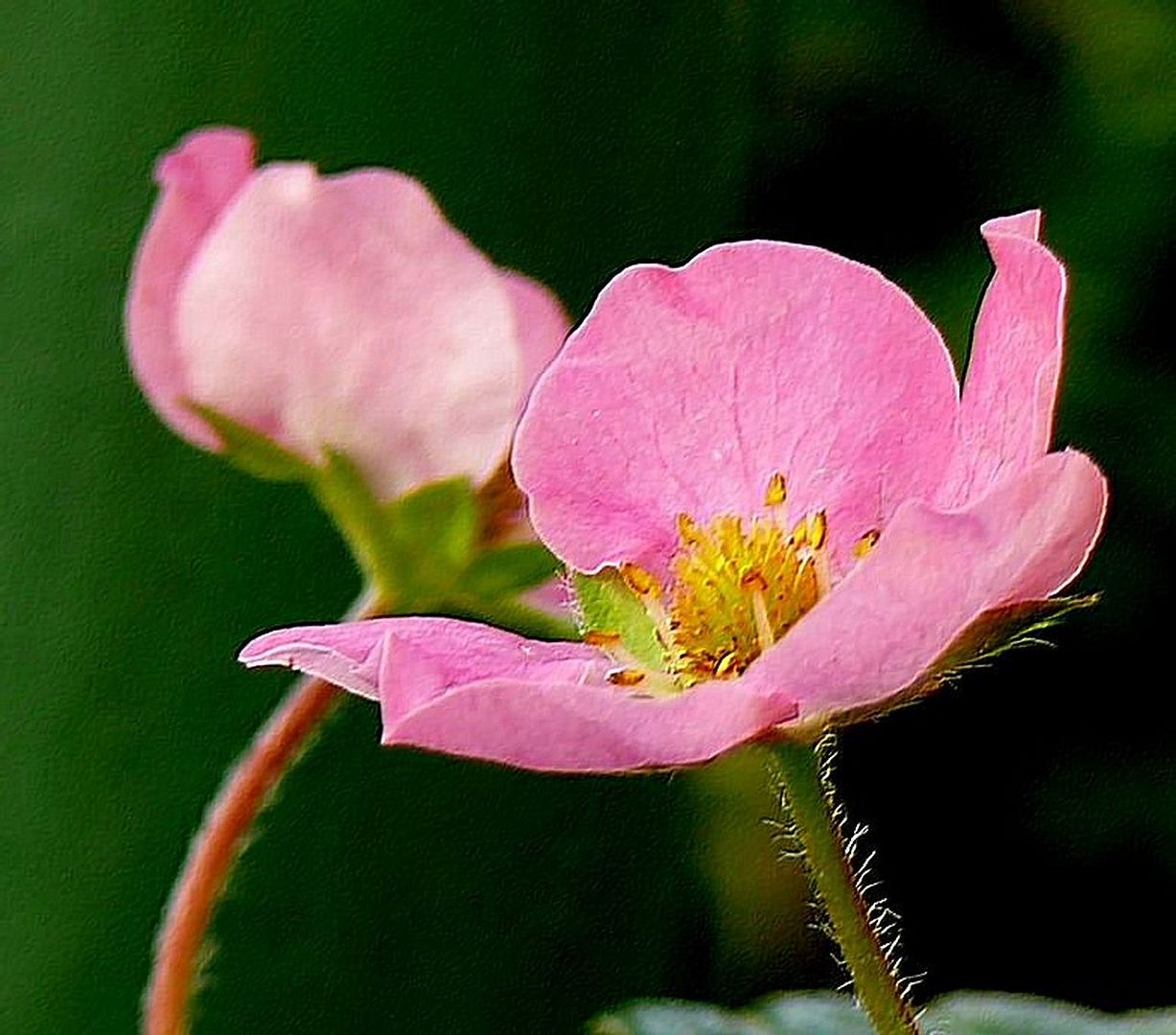 Sonntagsgrüße mit dieser Erdbeerblüte