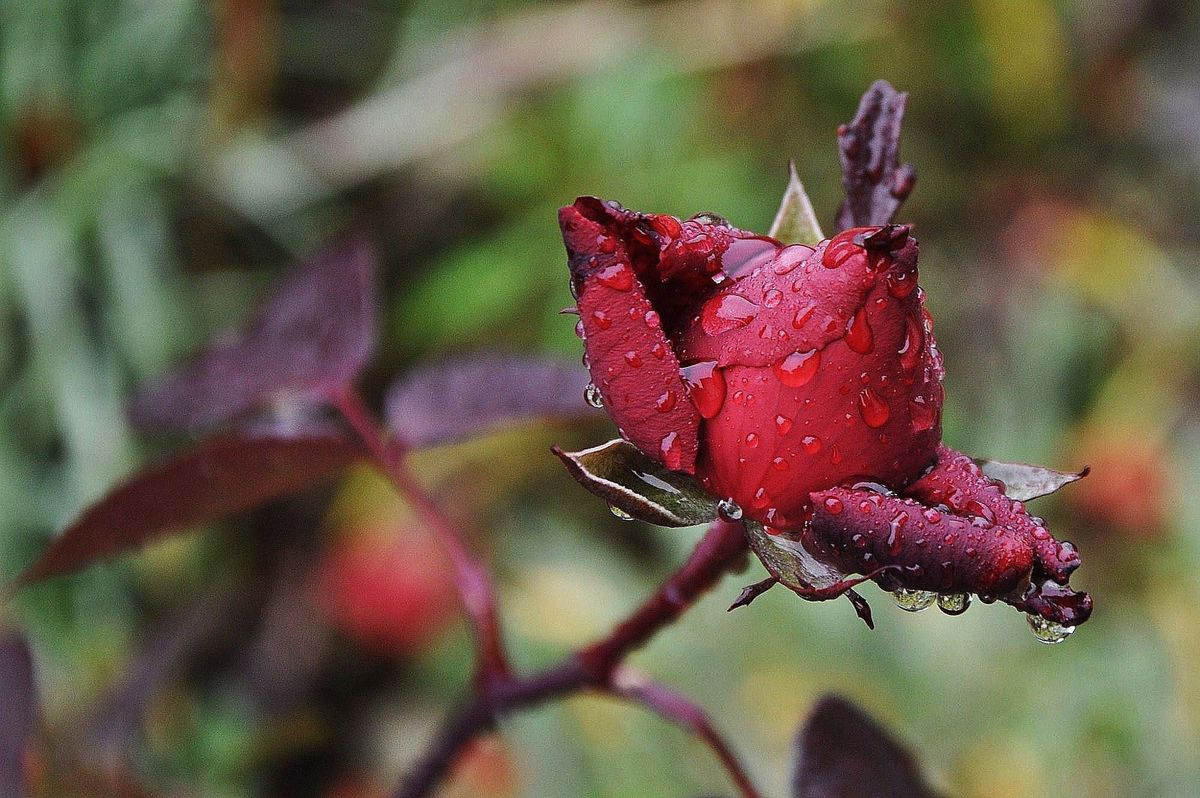 Sonntagsgruß - Letzte Rose