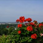 Sonntagsgruß vom Balkon