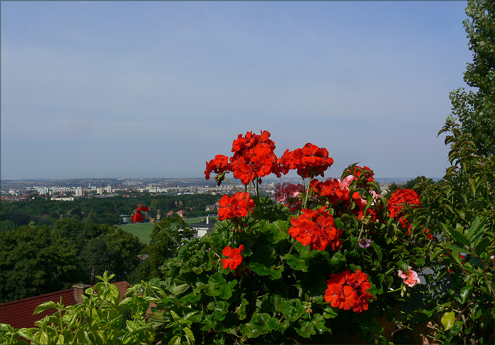 Sonntagsgruß vom Balkon