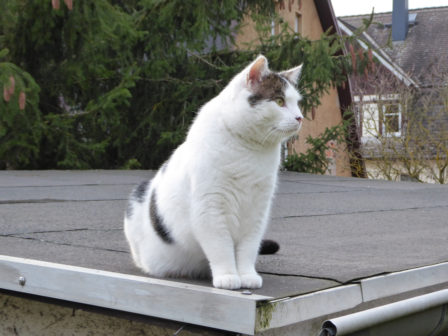 Sonntagsgruß von Oscar