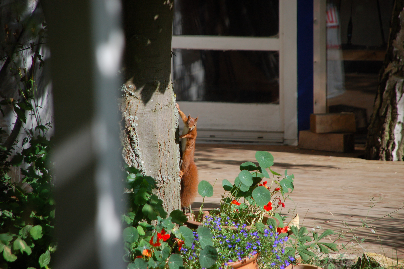 Sonntagsmorgens im Garten