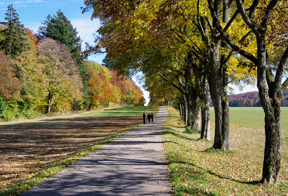 Sonntagspaziergang auf der Fohlenhofallee