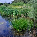 Sonntagspaziergang - ein Biotop im Rheinpark Neuss