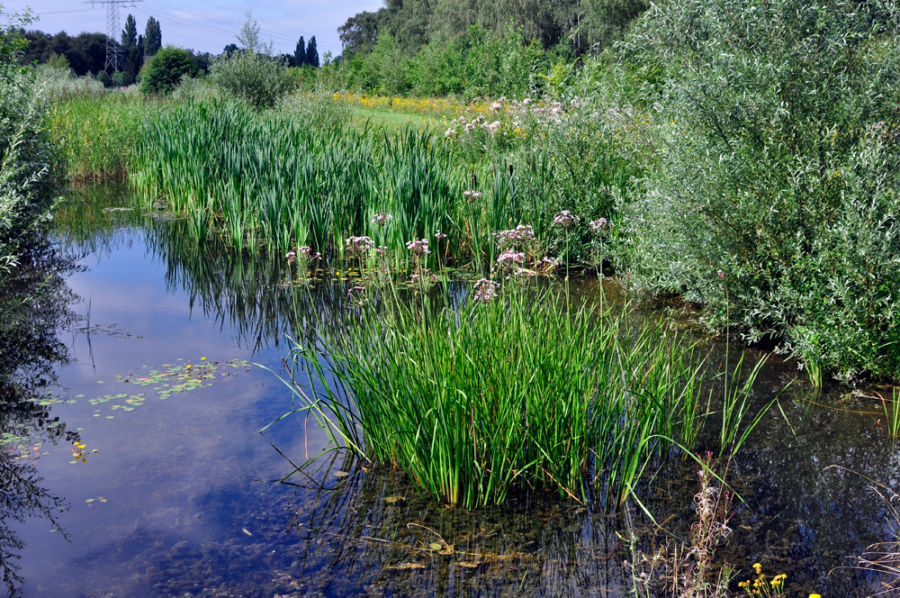 Sonntagspaziergang - ein Biotop im Rheinpark Neuss