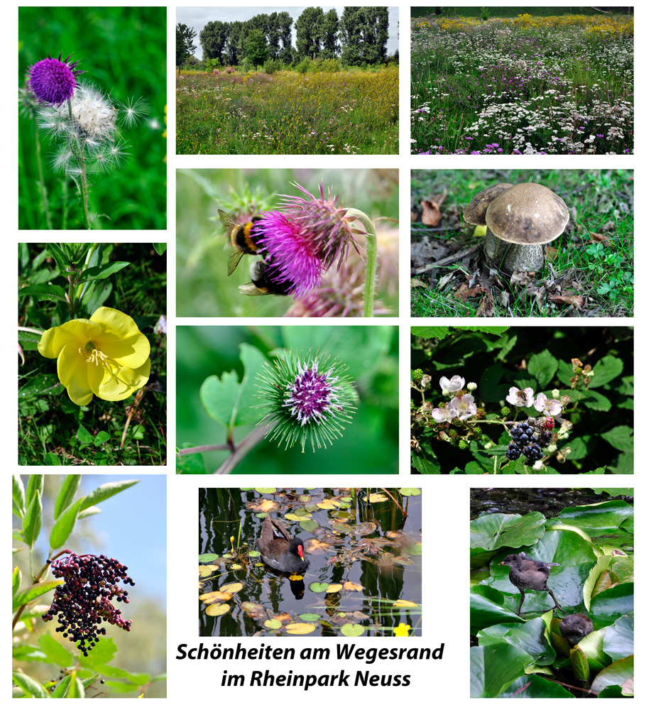 Sonntagspaziergang - Schönheiten am Wegesrand