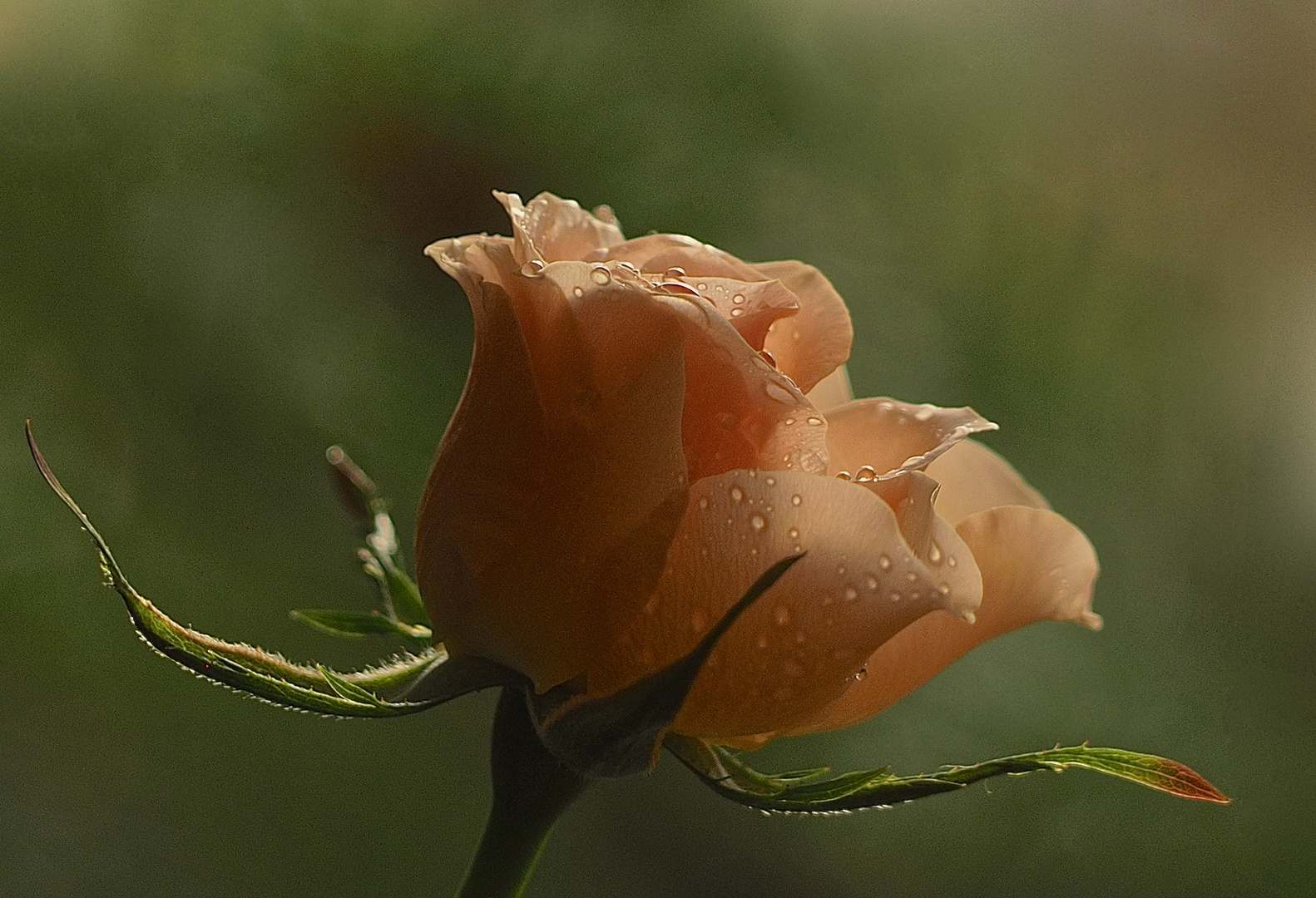 Sonntagsrose