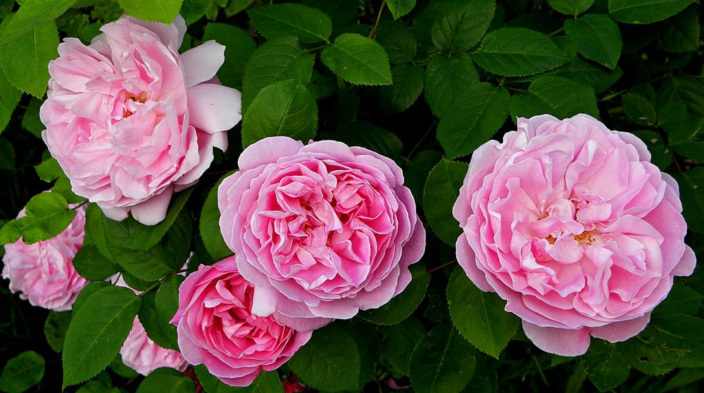 Sonntagsrosen in meinem Garten