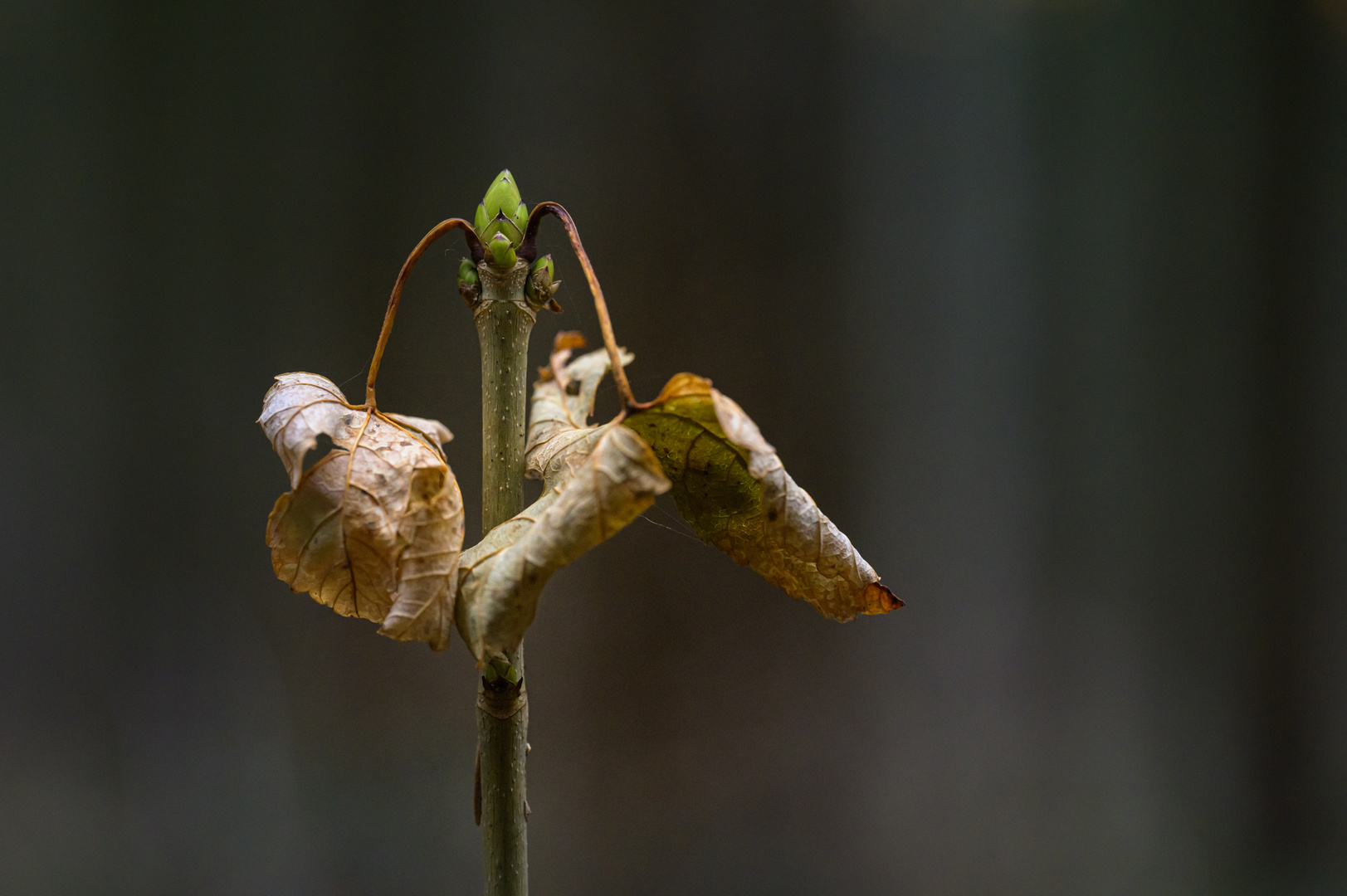 Sonntagsspaziergang 08.01.2023 I