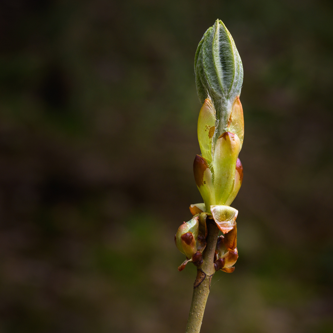 Sonntagsspaziergang 18.04.2023 IV