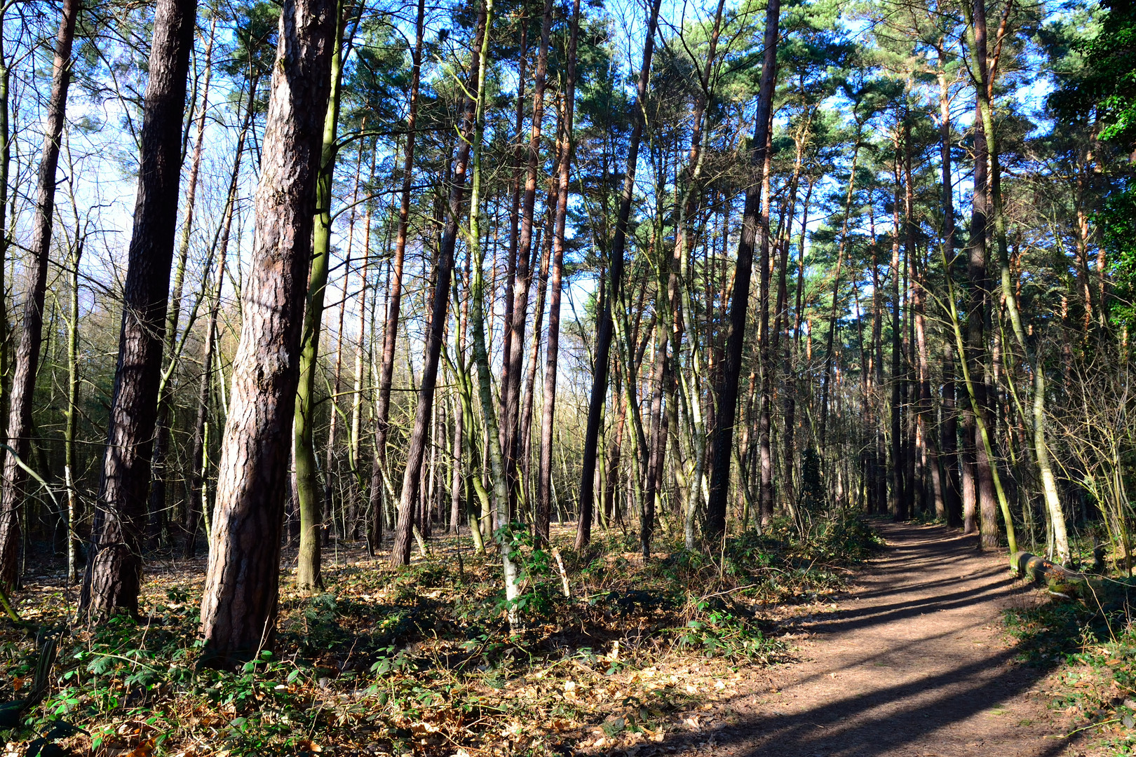 Sonntagsspaziergang im Februar