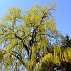 Sonntagsspaziergang im Frühling (2)