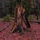 Sonntagsspaziergang im Taunus - 1