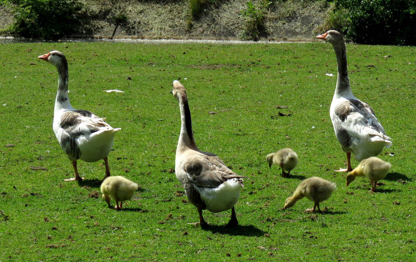 Sonntagsspaziergang im Tierpark Salzwedel