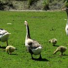 Sonntagsspaziergang im Tierpark Salzwedel